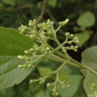 Premna tomentosa Willd.